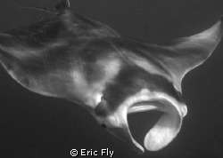 Shot in B/W while snorkeling by Eric Fly 